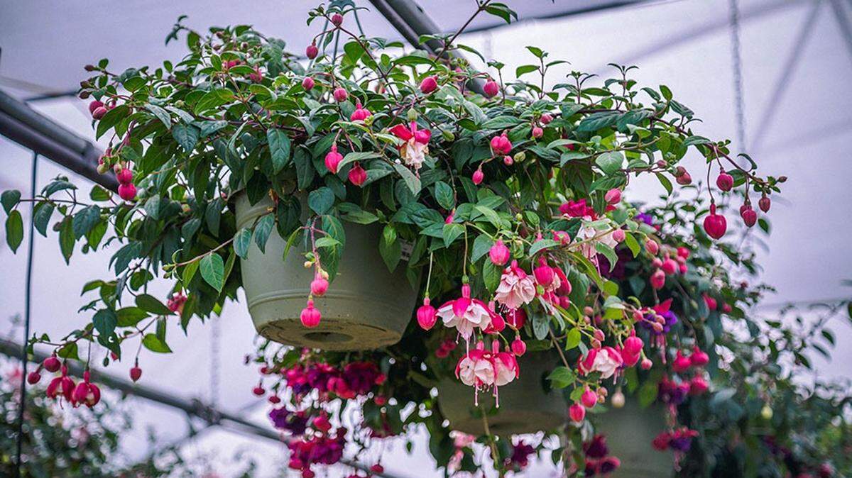 Fuchsia baskets are how most new gardeners first meet hummingbirds up close. They are the easiest flower to grow in baskets in the shade.