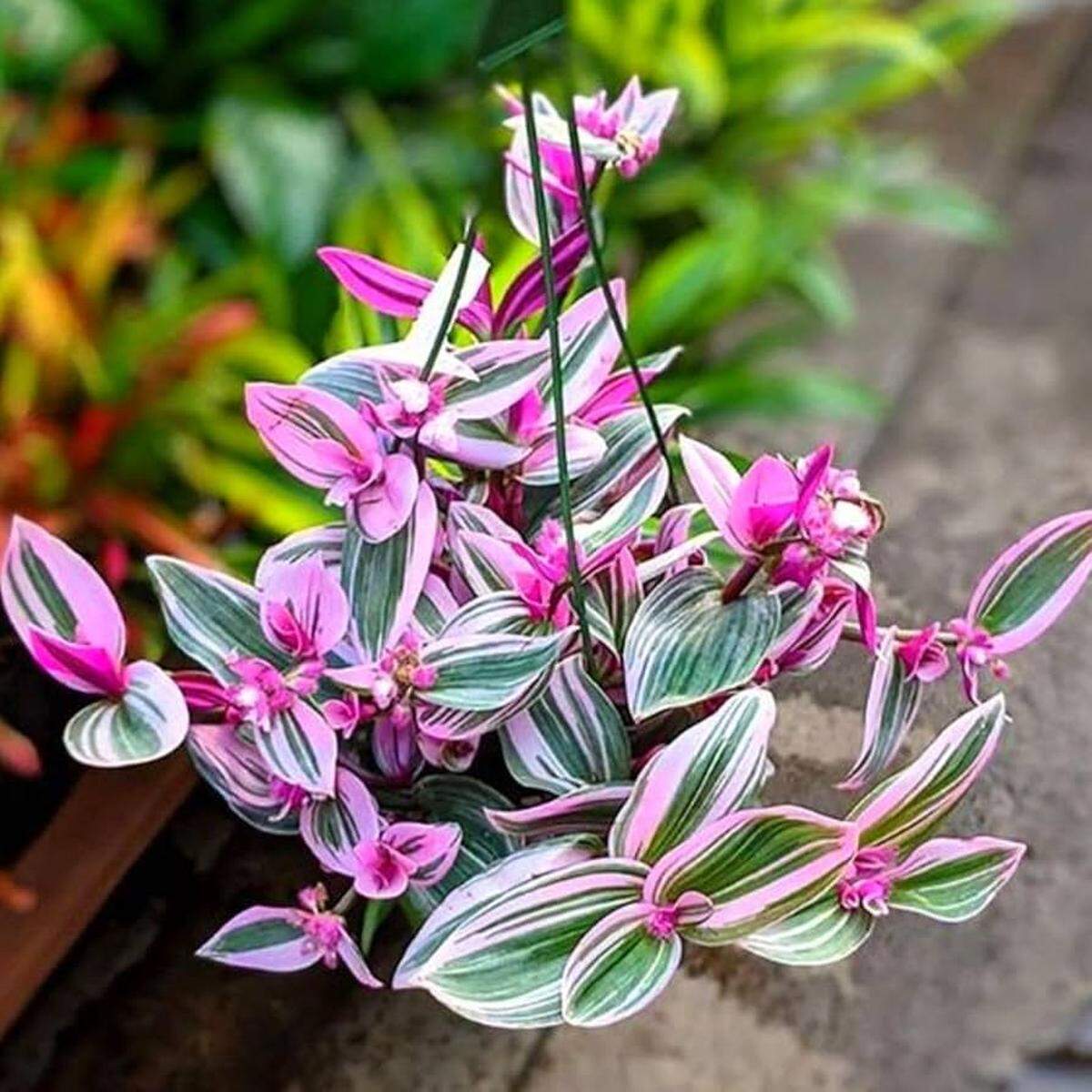 The best way to overwinter the tropical plant Tradescantia is to take cuttings from your outdoor plants before a frost kills them and simply place the cut ends in a jug of water.