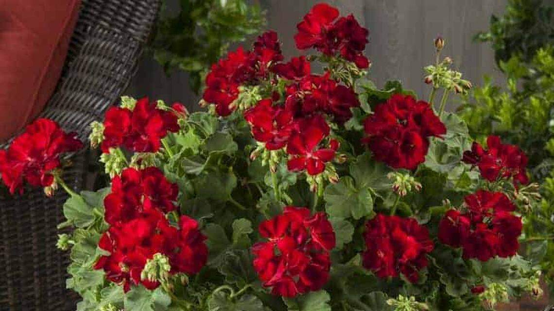 A sample of gardening ideas inspired by cars from around the world