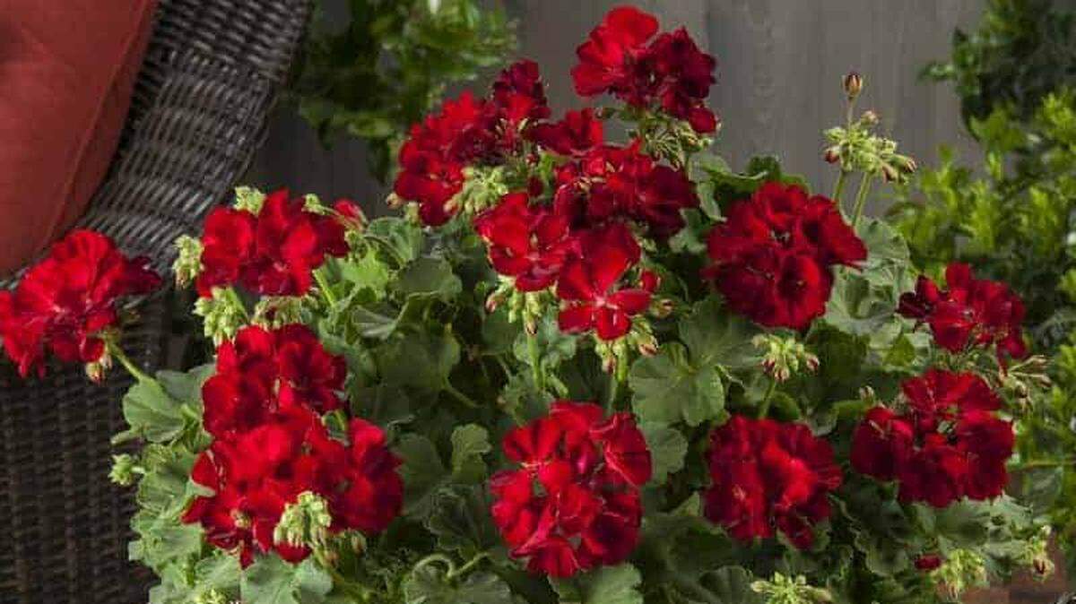 The newest varieties of geraniums combine the zonal or upright geraniums with the ivy-leaf type to create the new Caliente series of geraniums, which have better branching and more flowers. The dark red variety is shown here.