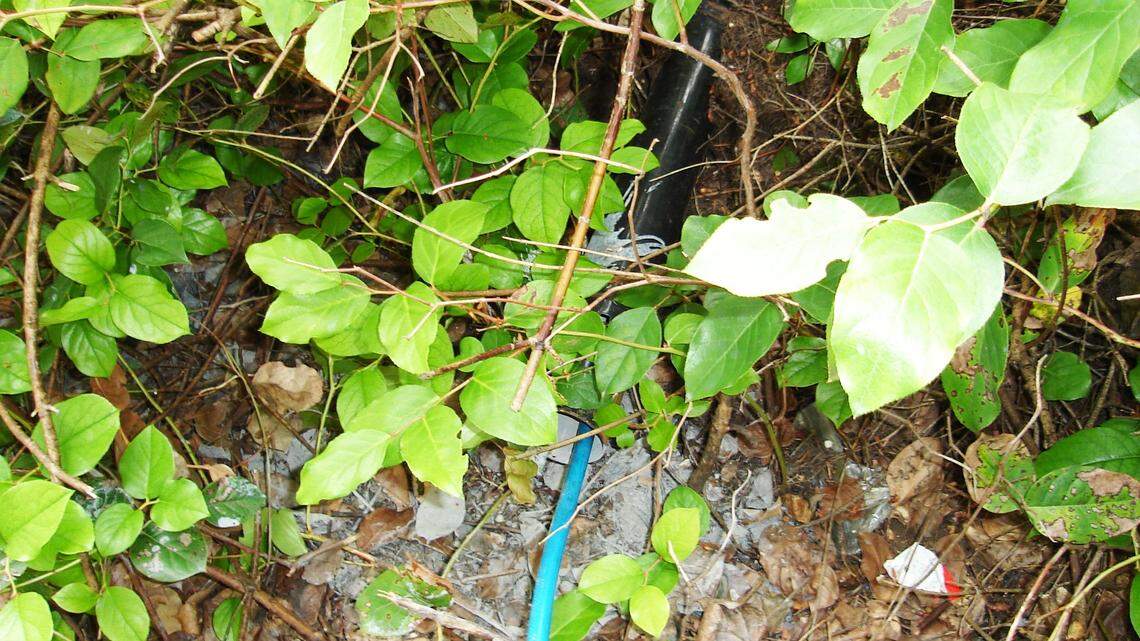Hazardous waste was found in the soil and on shrubs outside the Lacey scuba gear business.