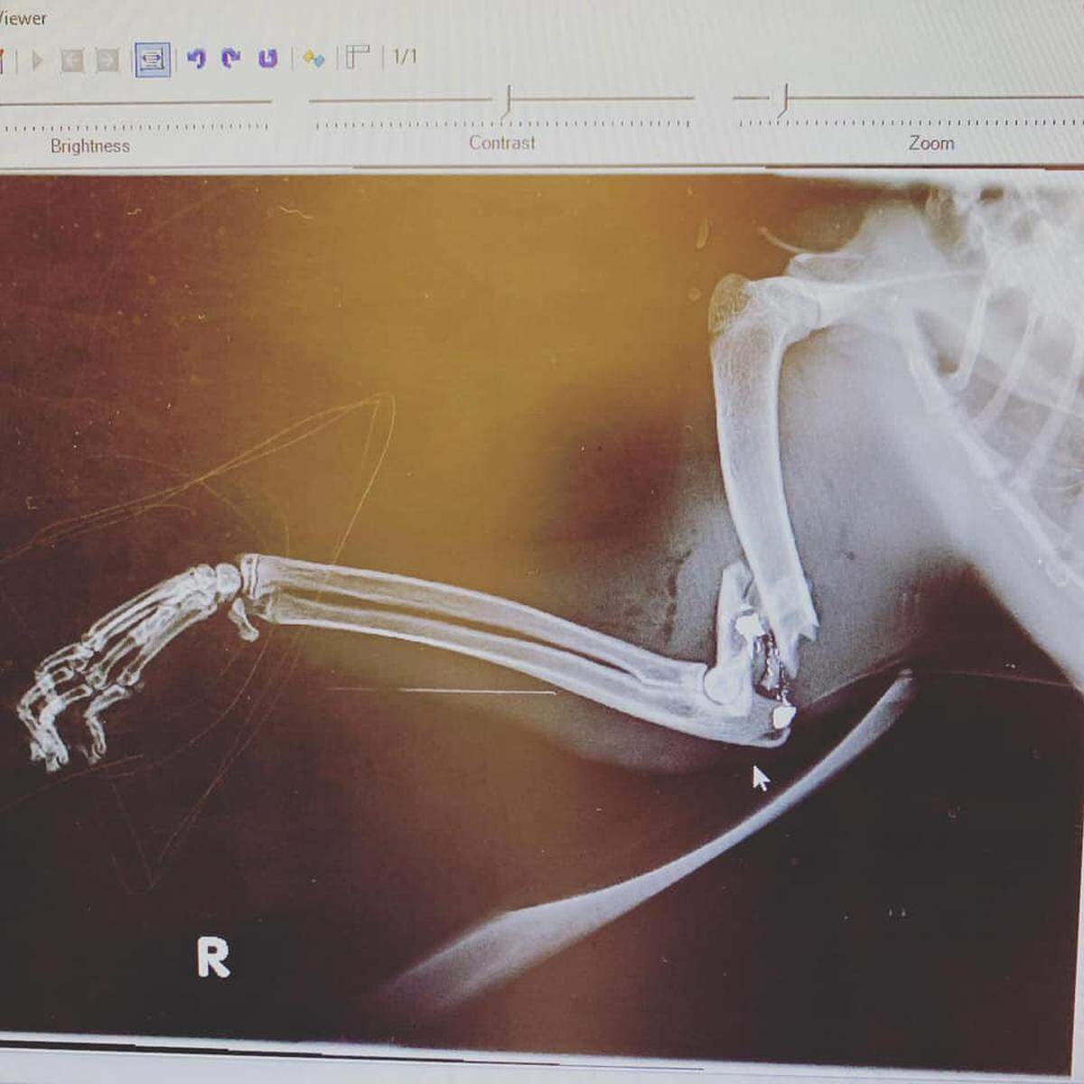 An x-ray showed Dusty the cat had bullet fragments in his front, right leg. His leg was damaged enough that it required amputation.