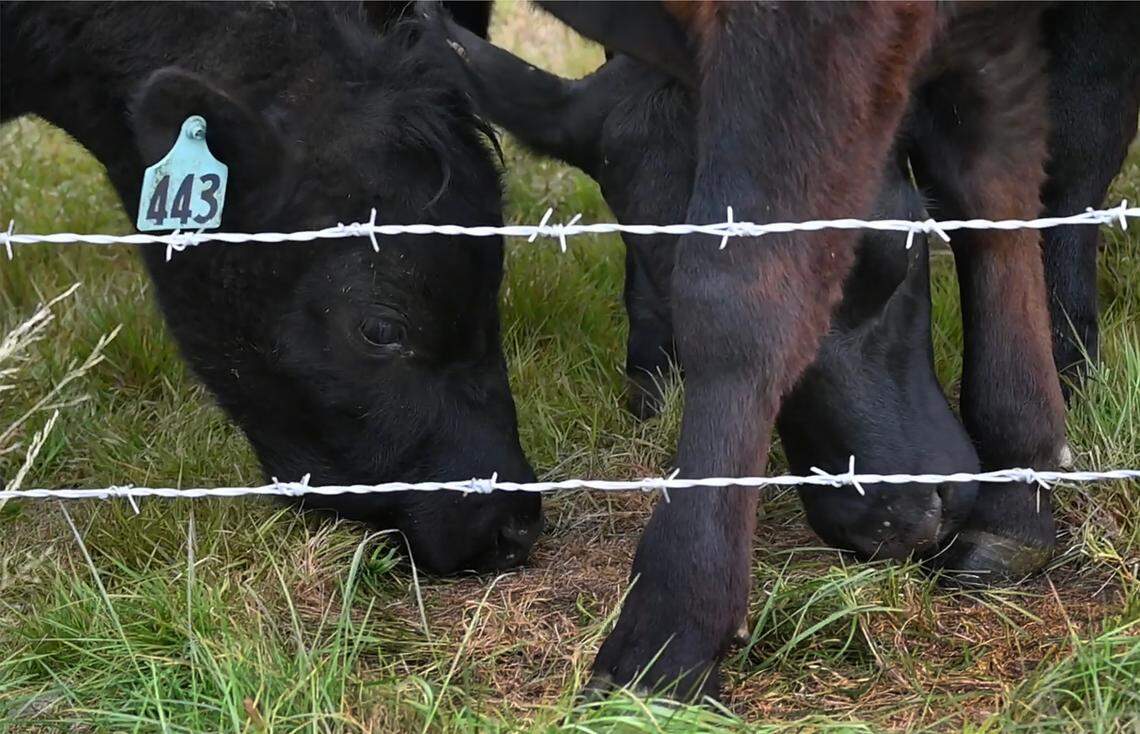 Touring land that has been in her Tenino family for generations Colvin Ranch owner Jennifer Colvin along with Bill Kronland, Scatter Creek Wildlife Area Manager for the Washington Department of Fish and Wildlife, speak to the environmental benefits to the conservation grazing method to land stewardship.
