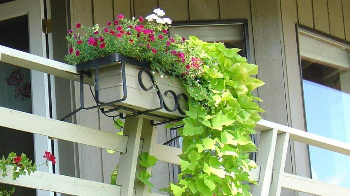 Chartreuse “Margarita” sweet potato vine makes an eye-catching “spiller” for containers, window boxes and garden walls.