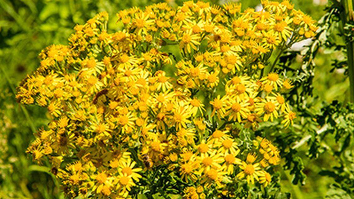 Here are the invasive plants and noxious weeds you should get out of your garden now