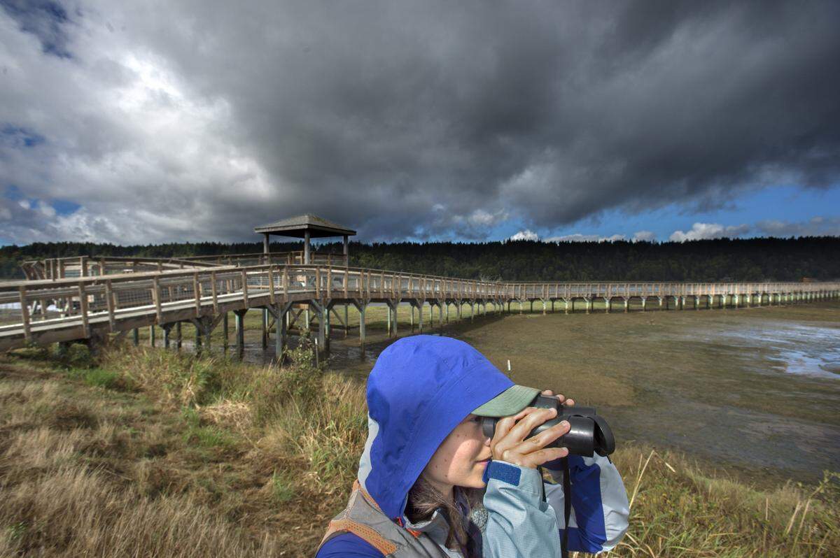 Melanie Davis, US Geological Service project coordinator, surveys the salt marsh from the dike at the Billy Frank Jr. Nisqually National Wildlife Refuge in 2016.