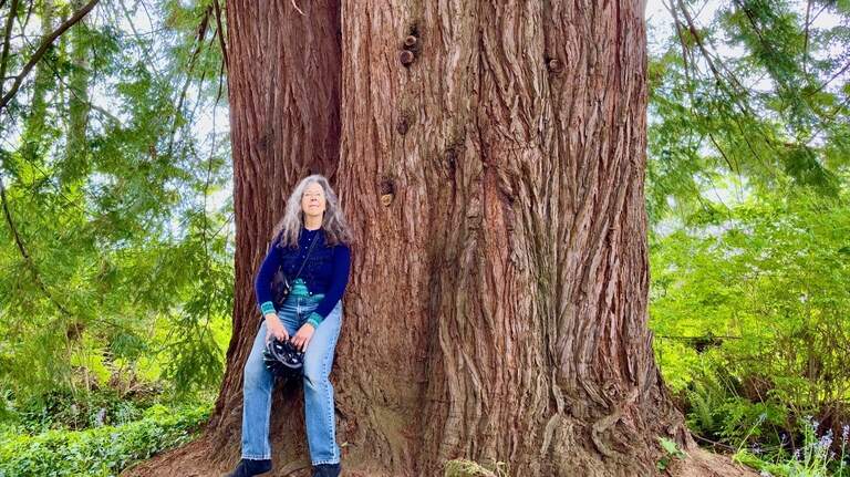 Who has the biggest tree in Olympia? Nonprofit kickstarts neighborhood competition