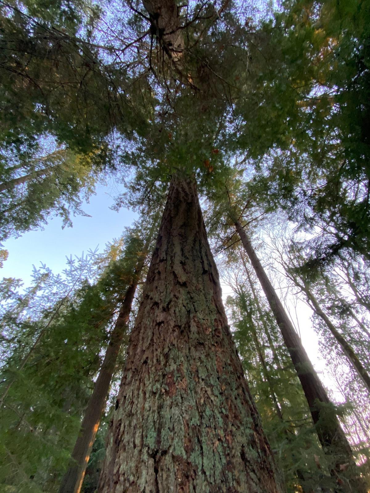 Looking up at some of the giant fir trees in Olympia’s Priest Point Park.