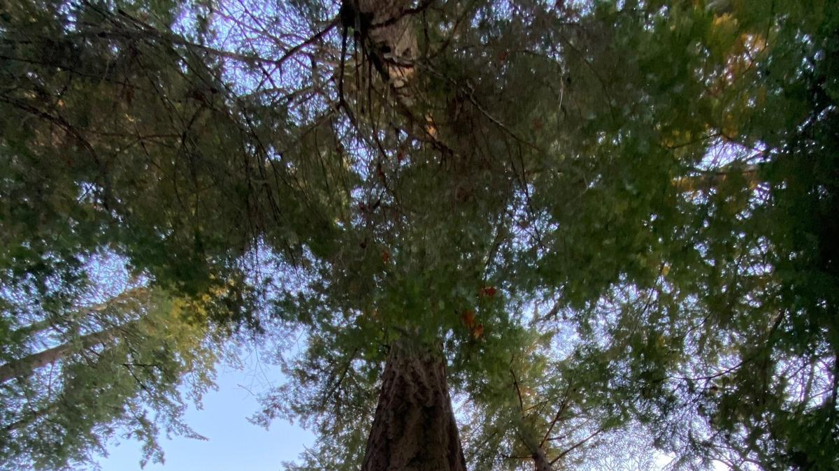 Lacey City Council on Thursday appeared split over a proposed change to city tree removal rules that would take lot size into consideration.