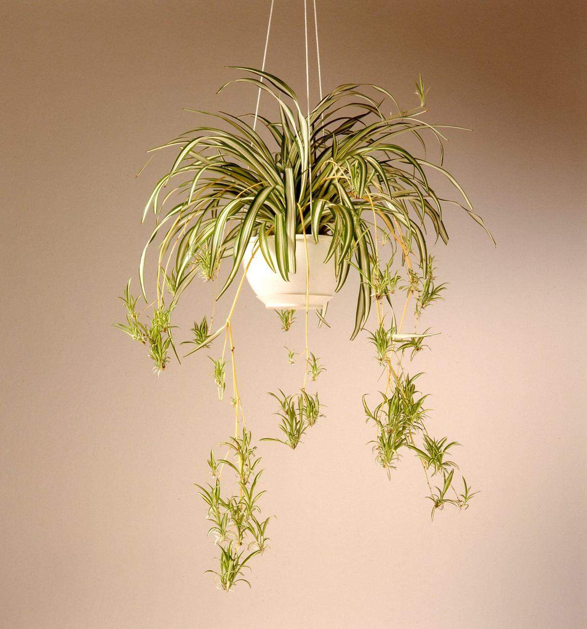 A spider plant needs to be pretty crowded in its pot to begin giving off aerial shoots.