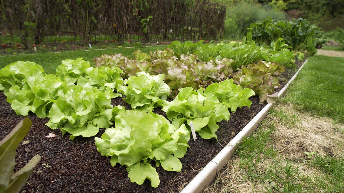 A bed of Boston lettuce ready for harvest. Now’s the time to plant cool season crops such as beets, lettuce, spinach, Swiss Chard and radishes for a fall harvest. Succession planting will give you a continuous supply of leaf greens.