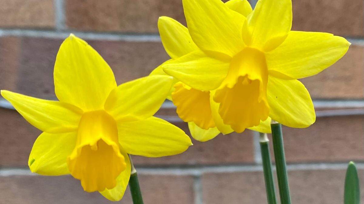 Daffodils will return year after year if you allow the green leaves to mature and yellow after the flowers fade. The bulbs must be allowed to go dormant to fuel the flower growth the following year.