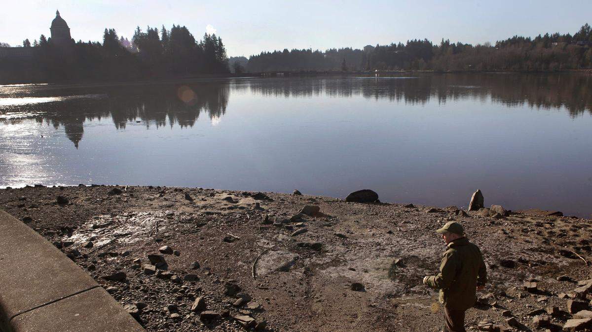 With the Capitol Lake waterline drawn down Dec 31st by the Department of Enterprise Services (DES) Allen Pleus, aquatic nuisance species coordinator with the Washington state Dept. of Fish and Wildlife, performs his annual beach line assessment as part of the star’s control program for the non-native New Zealand mudsnail. Hoping to use the recent spate of cold weather to kill-off more of the the snail inhabitants there Pleus stated,”while it wasn’t as a cold as we’d hoped for even a 10-20% kill ratio will make a difference,”. The lake drawdown is expected to stay in place until Jan 1st., with DES anticipating a 2-day time frame for the lake to refill.