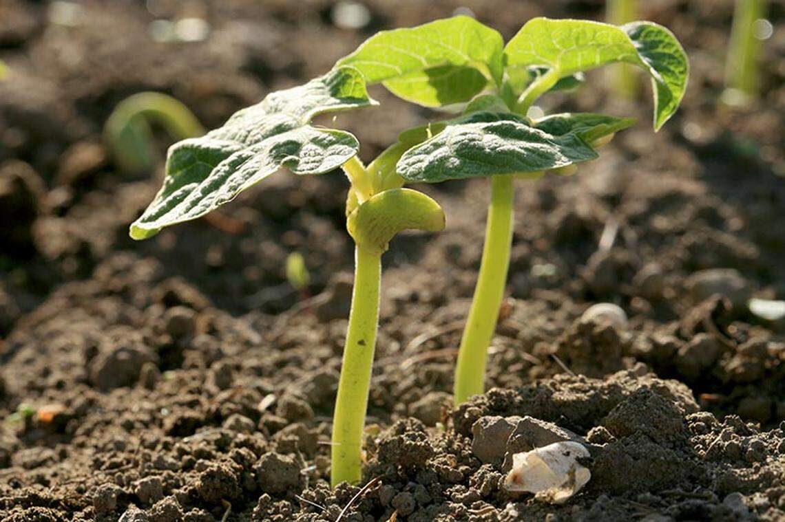 Bush beans are happiest when they are planted at least 3 inches apart but preferably 6 inches apart.