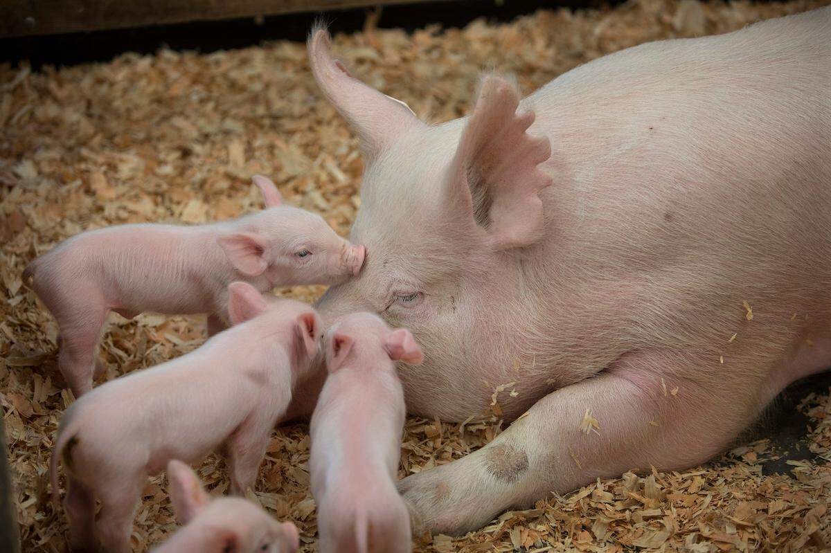 Seeing the freshly born piglets is a must for many families who attend the Washington State Fair in Puyallup.