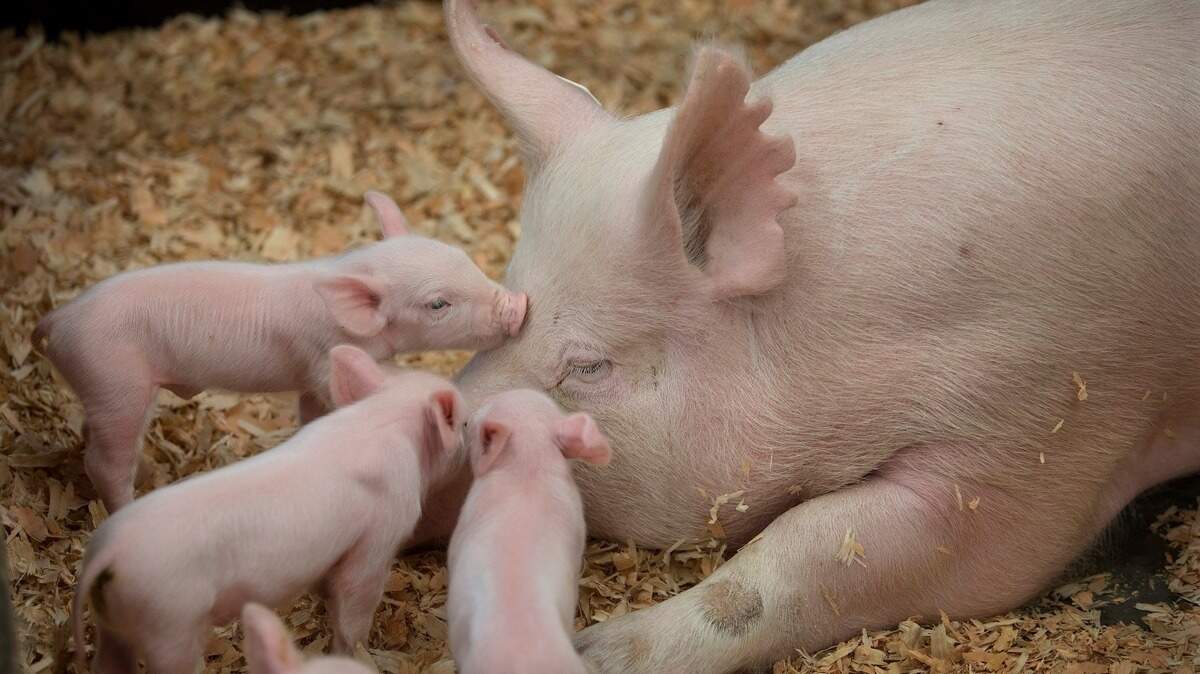 Seeing the freshly born piglets is a must for many families who attend the Washington State Fair in Puyallup.