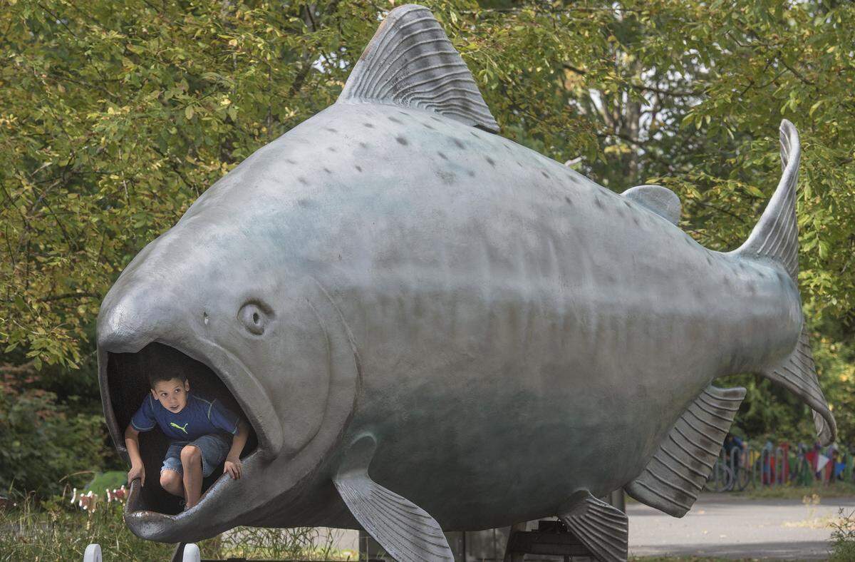 Nicholas Stephenson of Olympia peeks out from the mouth of FIN, a 25-foot fiberglass salmon on display during the 2016 Nisqually Watershed Festival at the Billy Frank Jr. Nisqually National Wildlife Refuge. The annual festival happens again on Saturday.