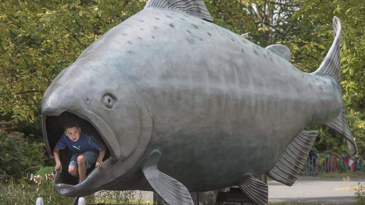 Nicholas Stephenson of Olympia peeks out from the mouth of FIN, a 25-foot fiberglass salmon on display during the 2016 Nisqually Watershed Festival at the Billy Frank Jr. Nisqually National Wildlife Refuge. The annual festival happens again on Saturday.