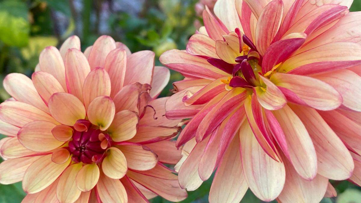 If the leaves of your dahlia are mottled yellow, and the plant is slow growing, it is likely a case of mosaic, a viral disease that is spread by aphids. There is no cure.