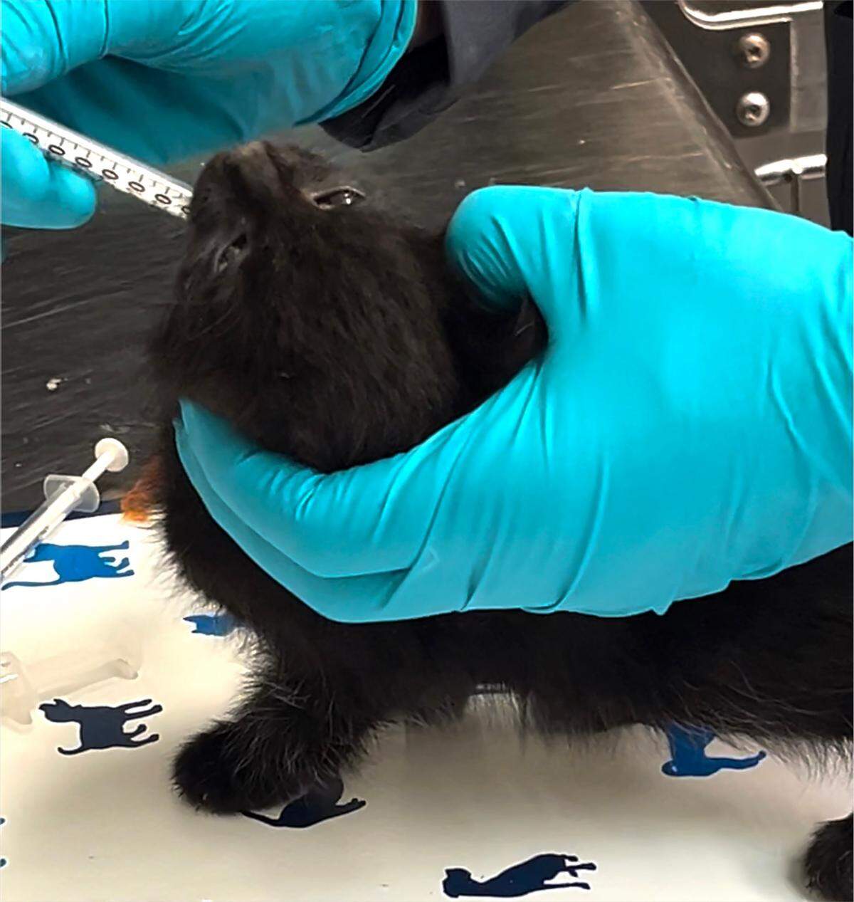 Joint Animal Services veterinarian Dr. Stephanie Swearngin examines a very young kitten on June 25, 2026.