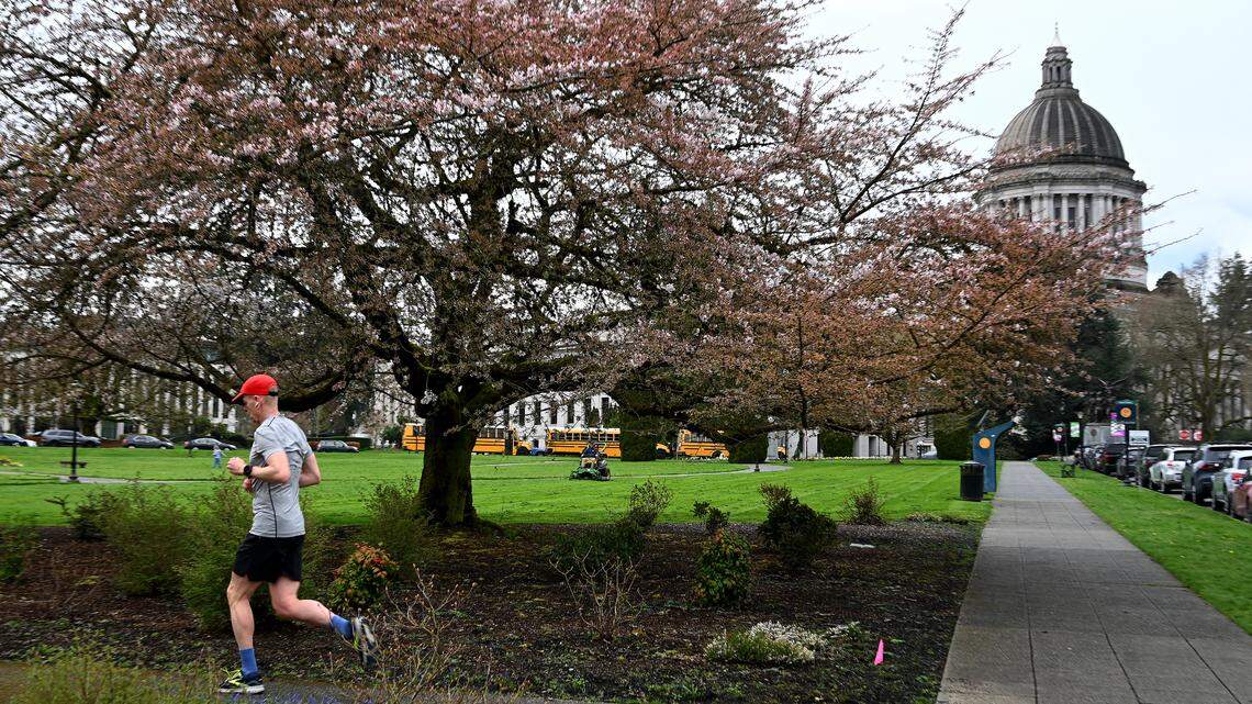 Thanks, spring showers: Cherry blossoms begin blooming at state Capitol Campus in Olympia