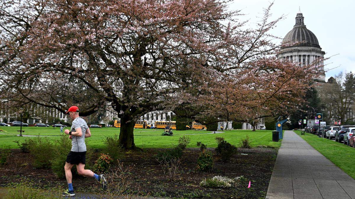 After a very wet and cold winter season finally begins to loosen its grasp of the South Sound, signs of spring begin to sprout up on March 26, 2025 at the state Capitol in Olympia.