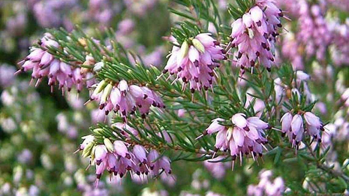 Look to regional home and garden shows for spring (or even winter) inspiration