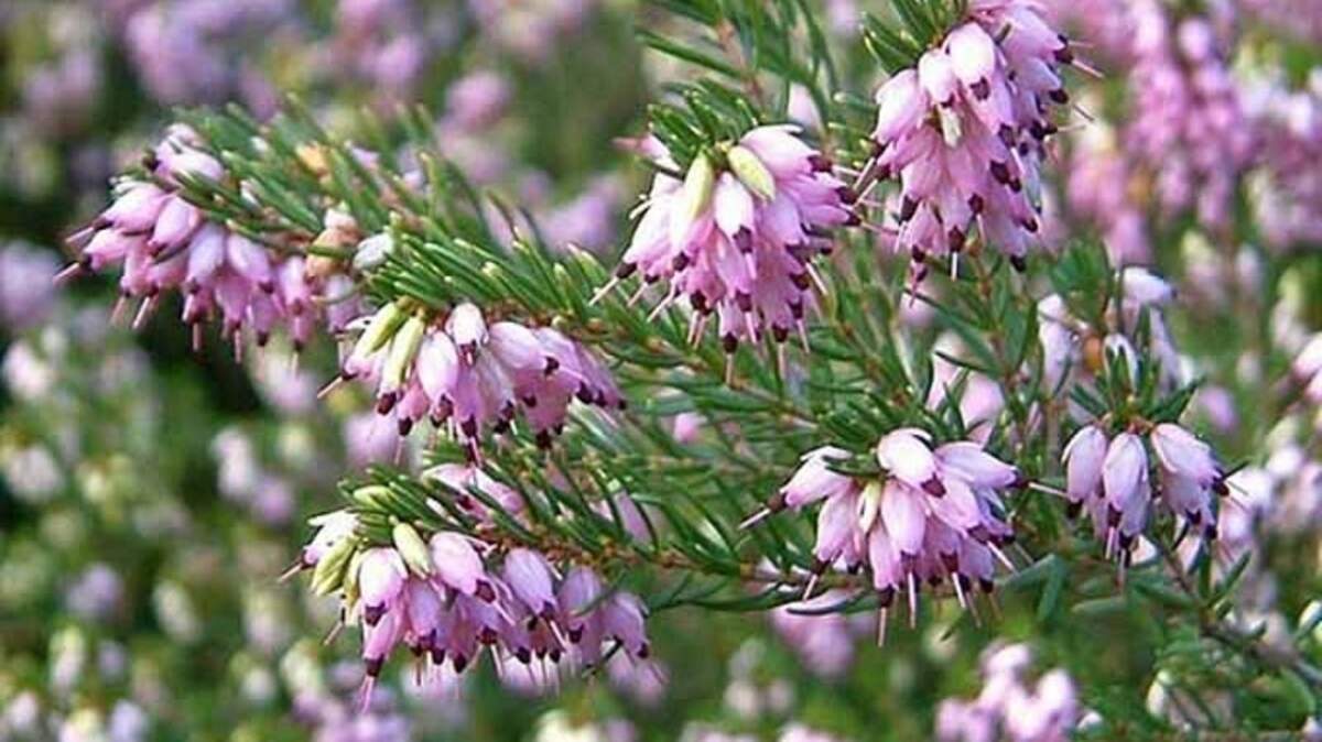 Among the earliest to bloom heathers is the white blooming heather called Ghost Hills.
