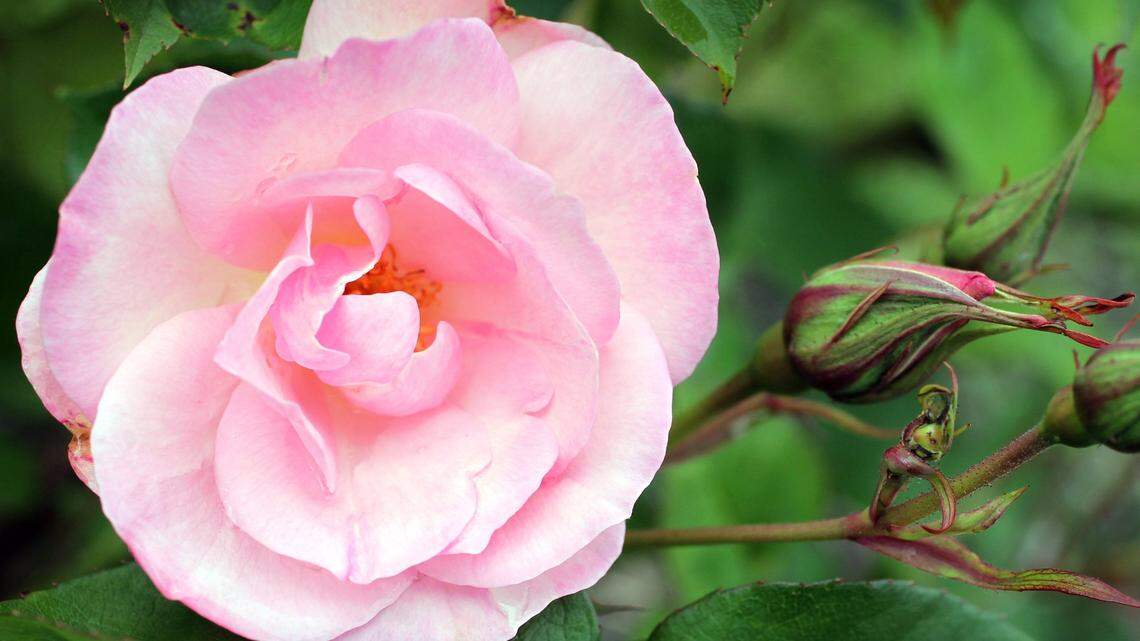 Lawn care tips if you aren’t willing to let your lawn go dormant