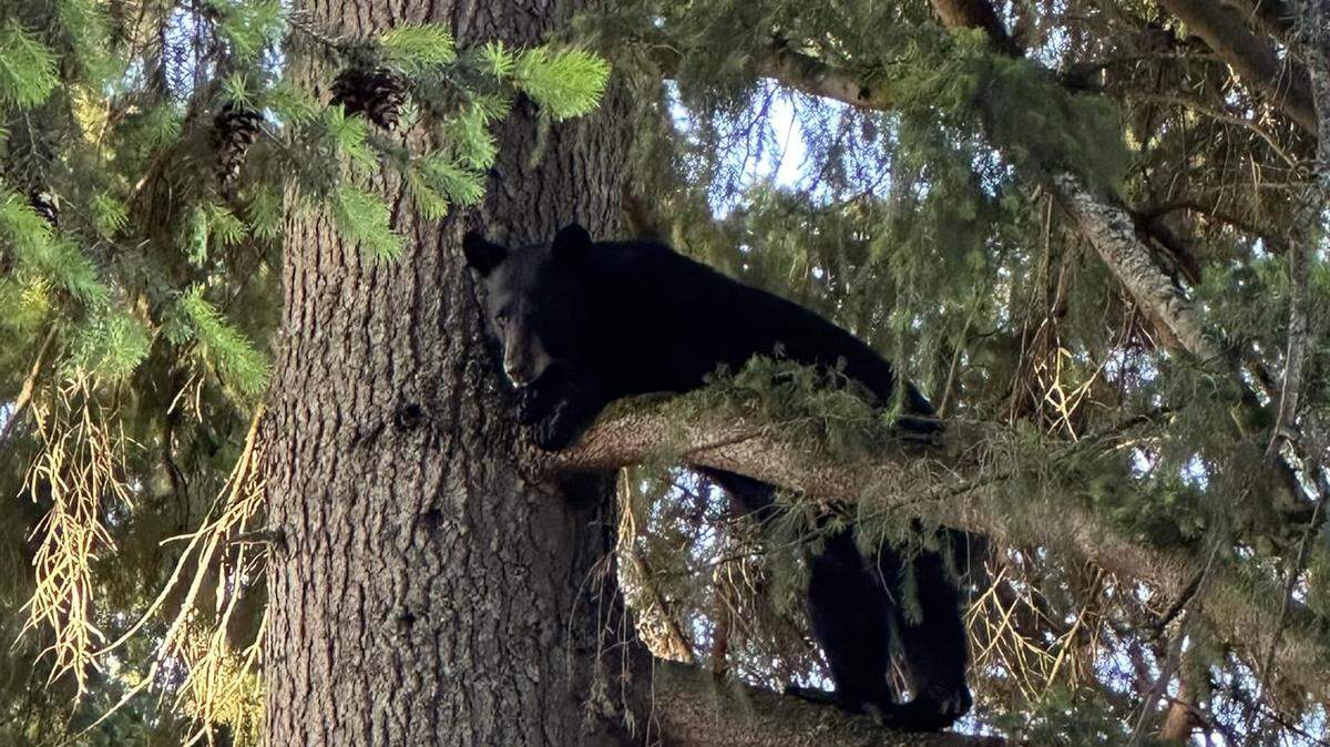 One recent report of a bear sighting came from Tumwater, where a black bear had climbed up a tree in front of the Tumwater Police Department on June 18.