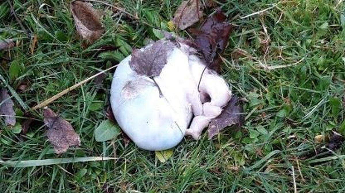 The stomach was discovered clean and intact in the front yard of her Olympia home, Angel Clark told The Olympian. She says this photo was taken before it was moved.