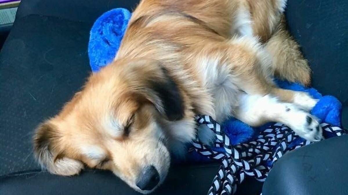 Theodore, a two-year-old Pomeranian mix that was spooked by a six-car crash in Lacey last week, has been reunited with its owner.