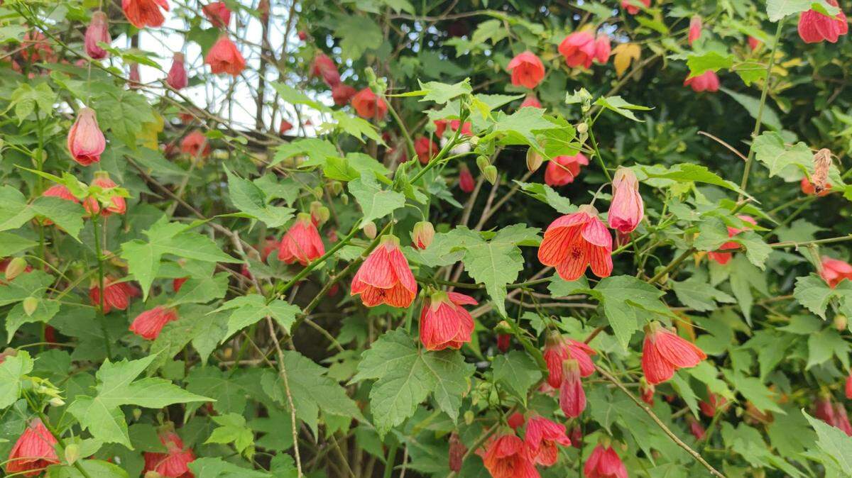 Abutilon, or flowering maple, is considered an annual that must be replaced each year, but in Western Washington gardeners have had great success growing the plant for several years without even repotting.