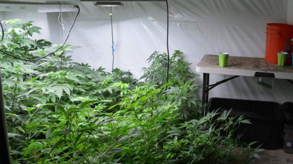 Hundreds of pot plants, cash and a firearm were seized by the Thurston County narcotics task force after they busted up a large-scale pot growing operation near Summit Lake on Monday.