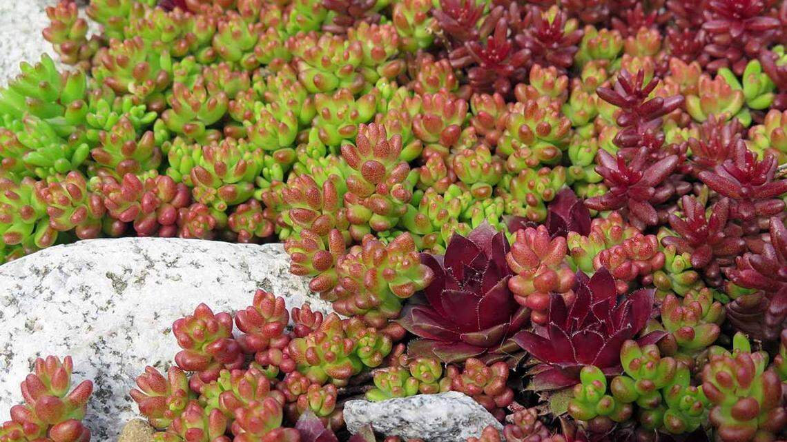 The dos and don’ts of wintertime care for plants in Western Washington