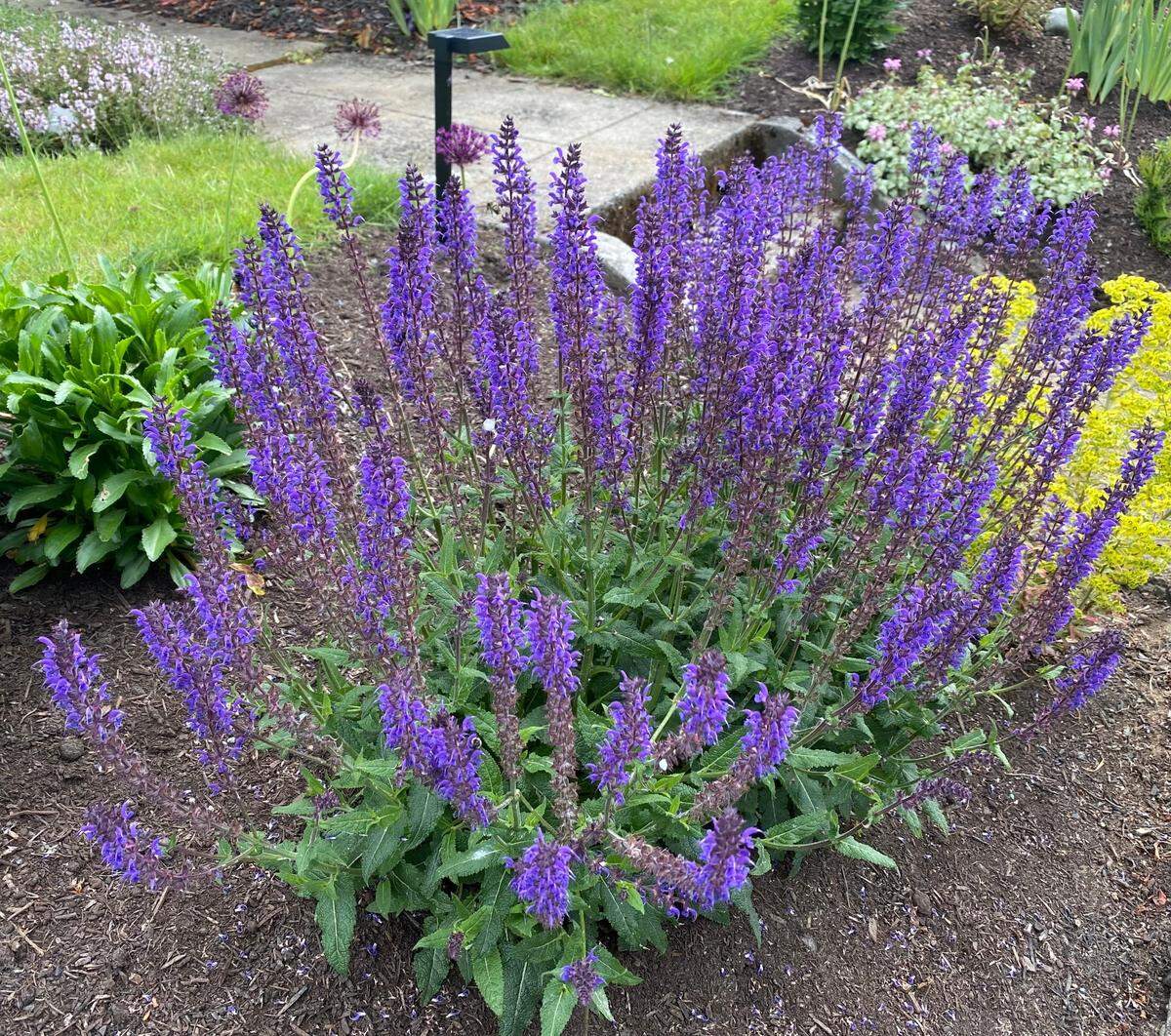 Lavender is among the best perennial bloomers for summer color in a Western Washington garden. But it has a short life span of 5 to 7 years.