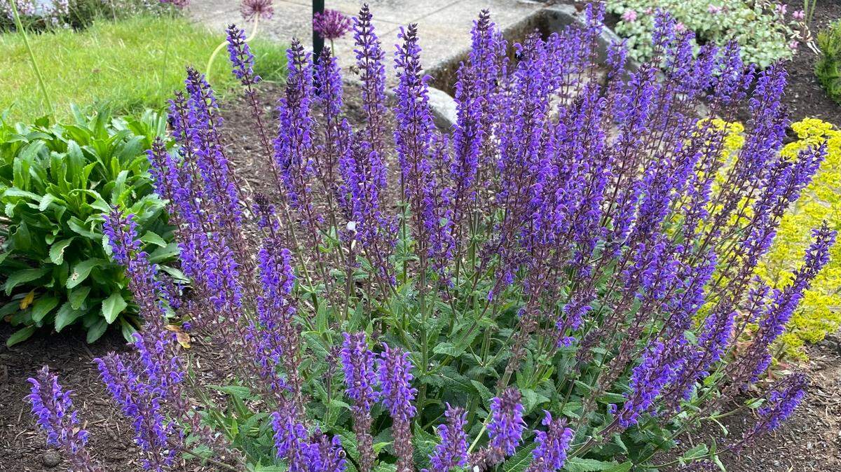 Lavender is among the best perennial bloomers for summer color in a Western Washington garden.