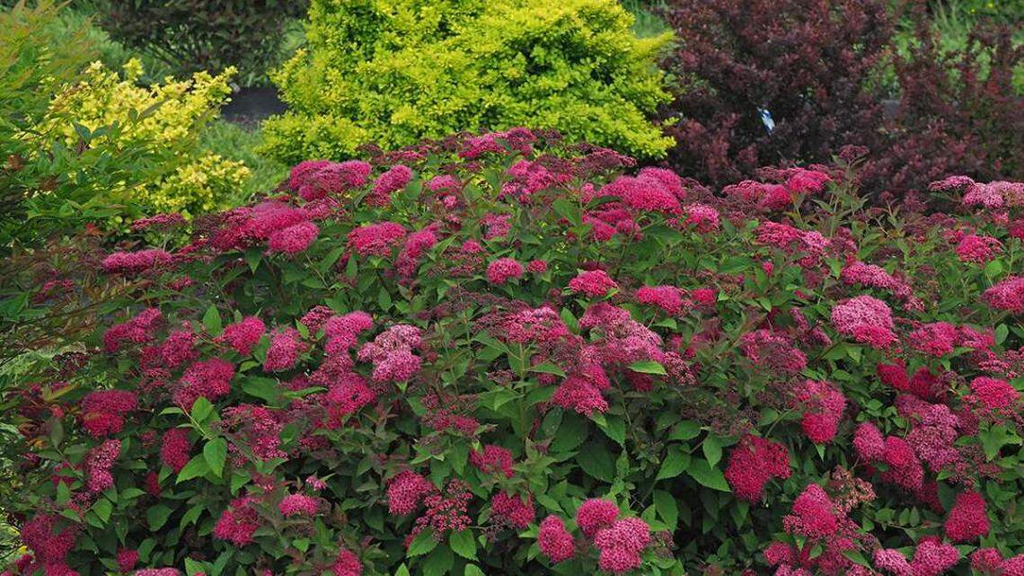 Here are tips for adding flowering hedges and fragrance gardens to your yard