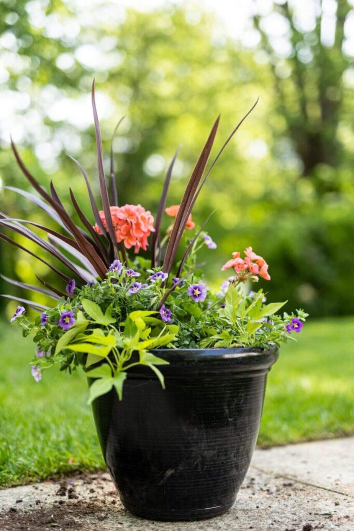 This container combines various plant types, colors and heights.