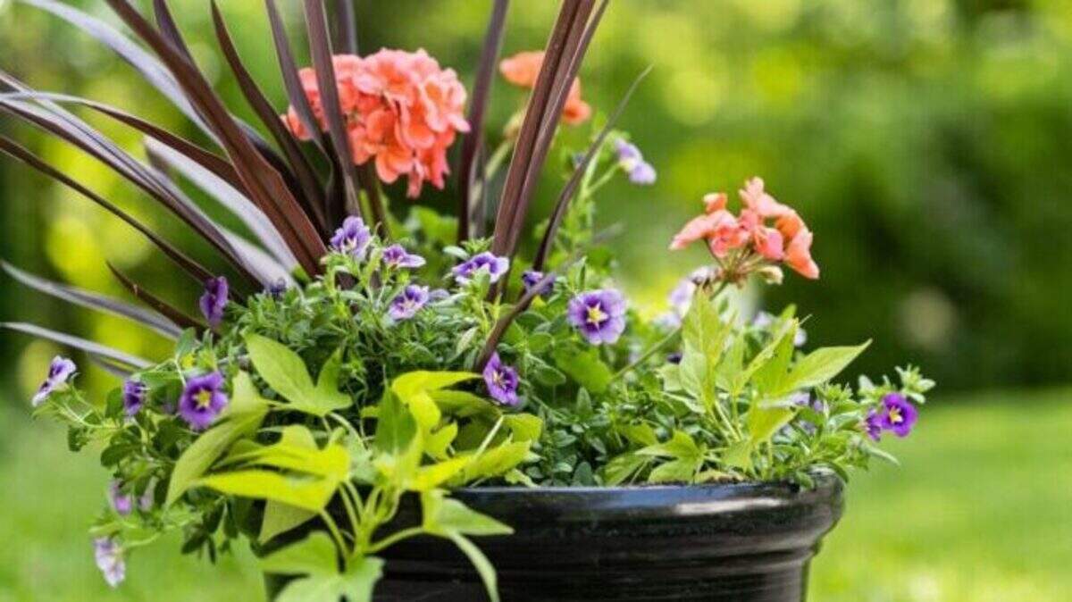 This container combines various plant types, colors and heights.