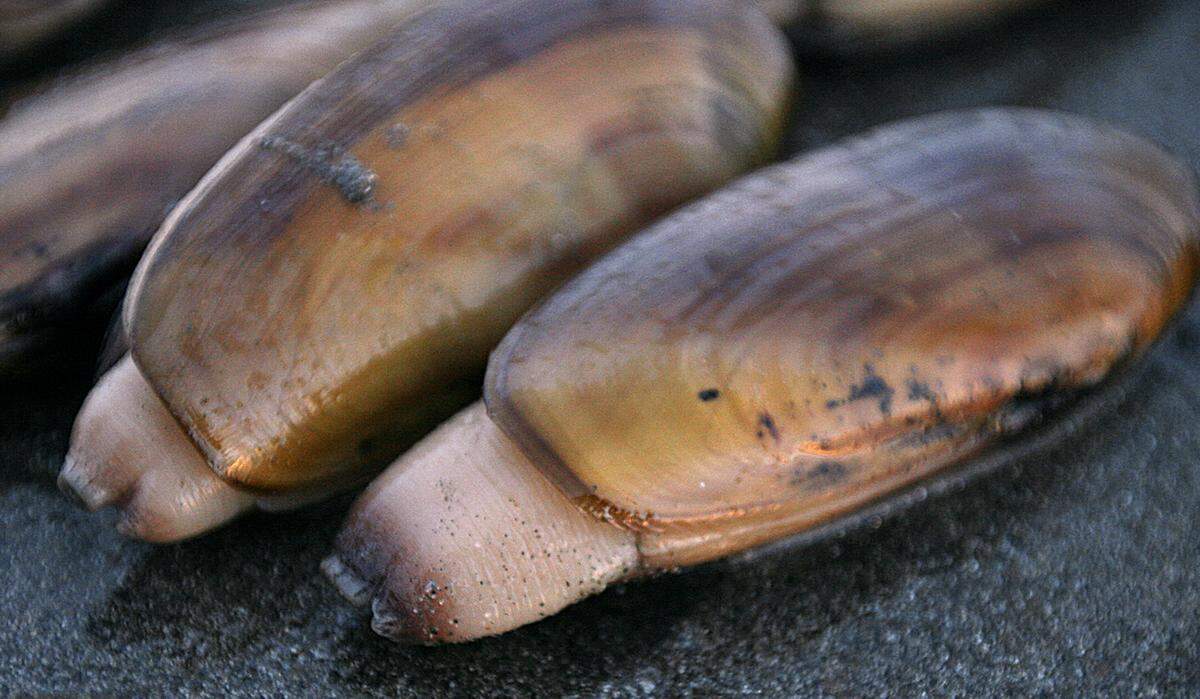 Razor clams get the spotlight at the annual Razor Clam & Seafood Festival in Ocean Shores this weekend.