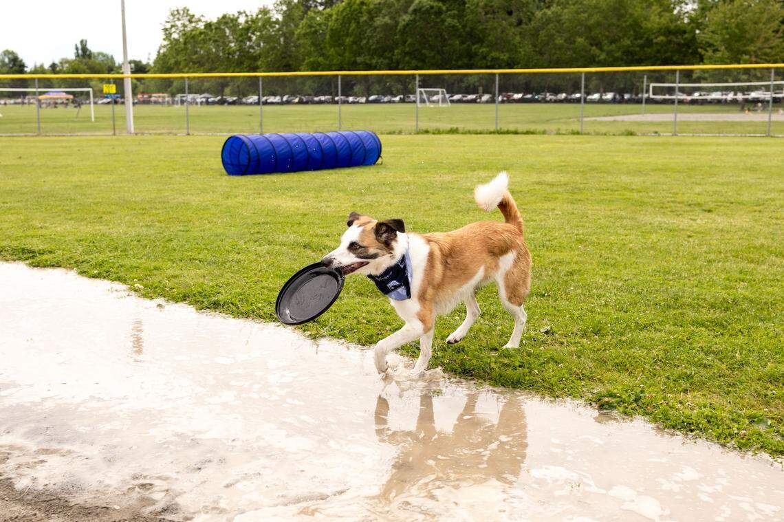 Tumwater’s Dog Days, happening Saturday, June 14, features play areas, treats, photo opportunities and more for canines and their human companions.