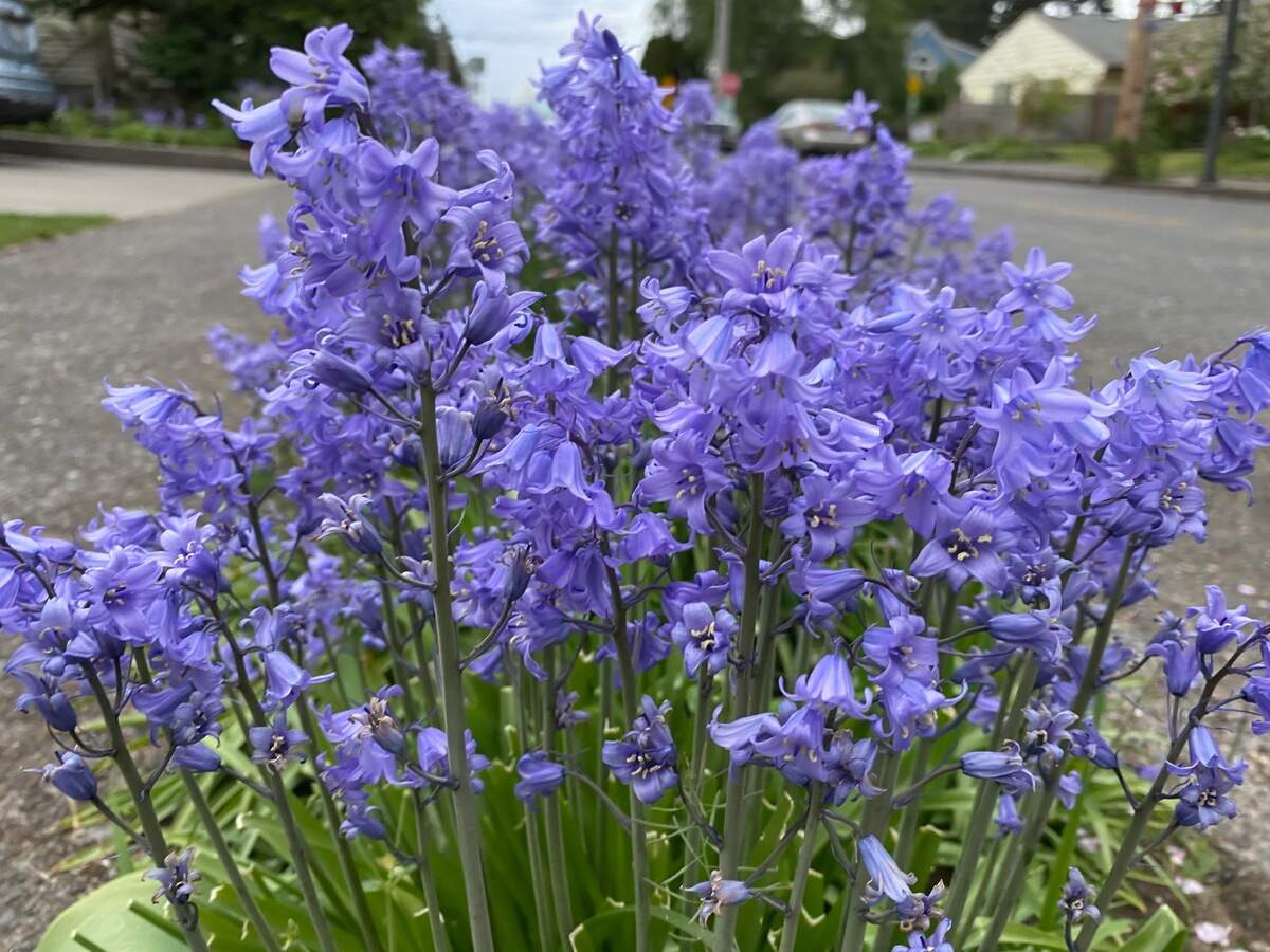 Spanish Bluebells are hard to eradicate because the bulbs hide below the soil and the plant survives even if you pull every last fading flower stalk of the bell-shaped blue blooms.