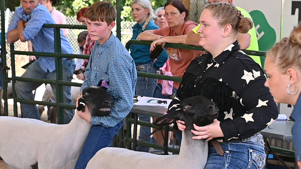 Hey ewe! Most sheep ever at 152nd Thurston County Fair give teen farmers a chance to educate