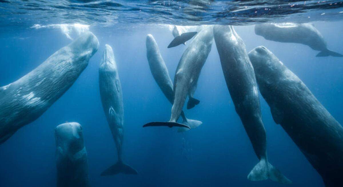 National Geographic photographer Andy Mann, who shot this photo of 10 sperm whales in the Azores, will speak and share images Friday, Jan. 20, at the Washington Center for the Performing Arts.