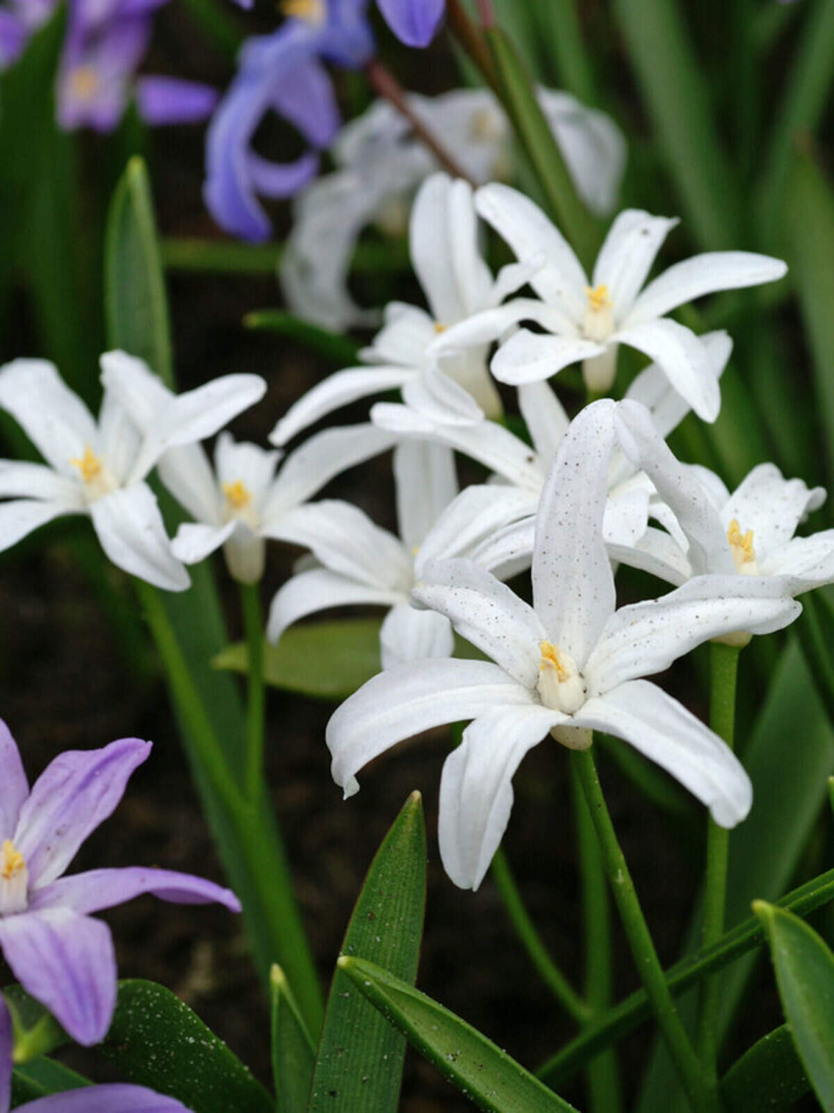 Glory of the Snow is an early bloomer and low-growing bulb that is also deer- and rodent-resistant.