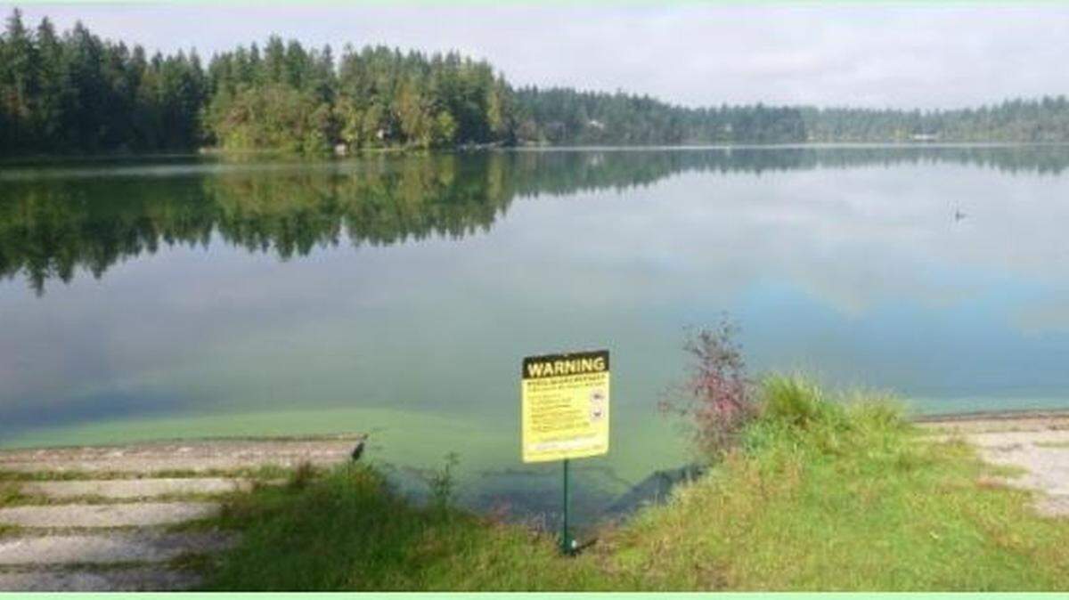 Thurston County has issued a toxic algae advisory for Lake Lawrence near Rainier after microsystin, a liver toxin, was found at an unsafe level.