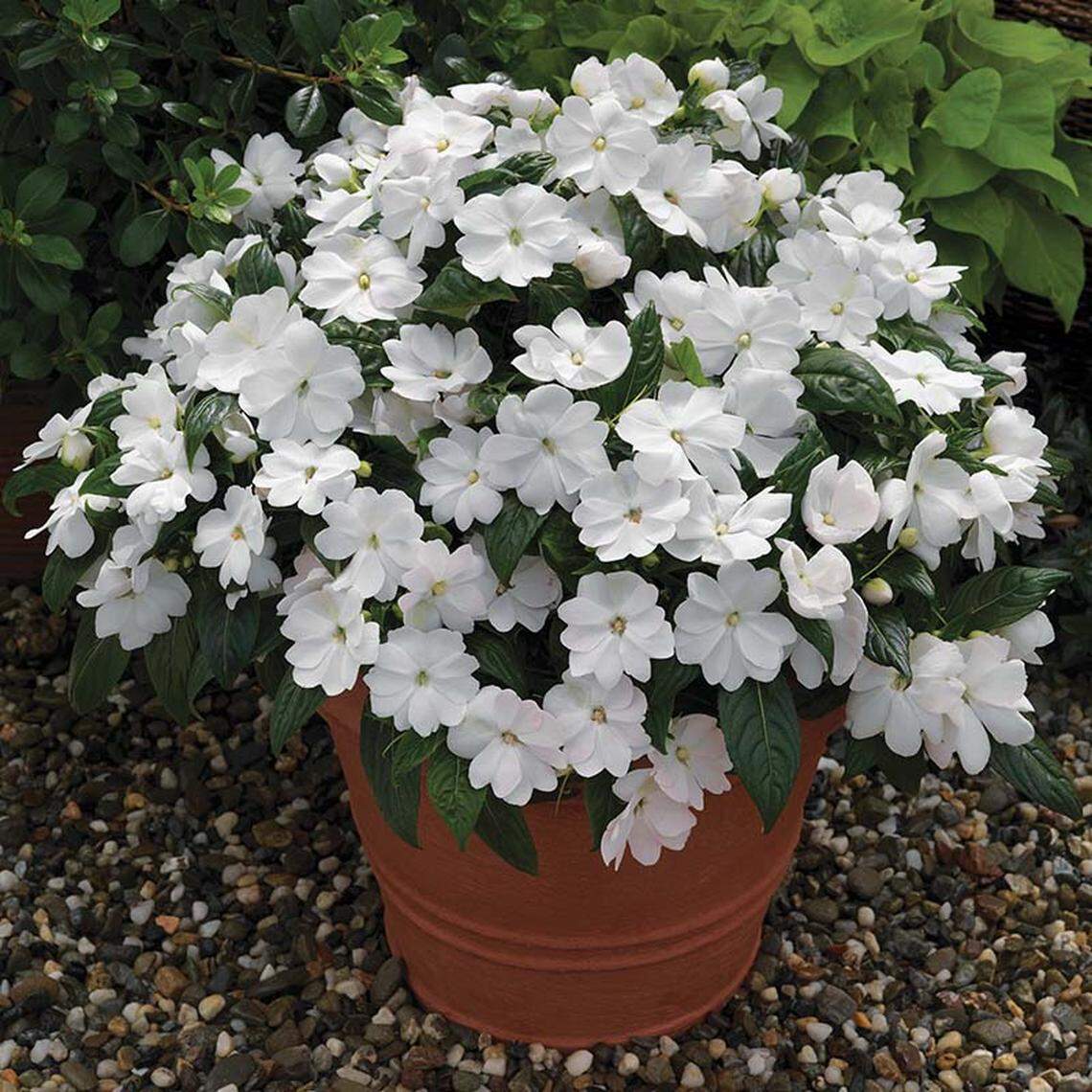 White impatients provide a pristine look on low-growing plants that never need dead-heading.