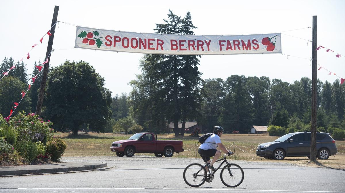 The city of Olympia is considering buying land leased to Spooner Berry Farms along Yelm Highway Southeast to turn into a city park.