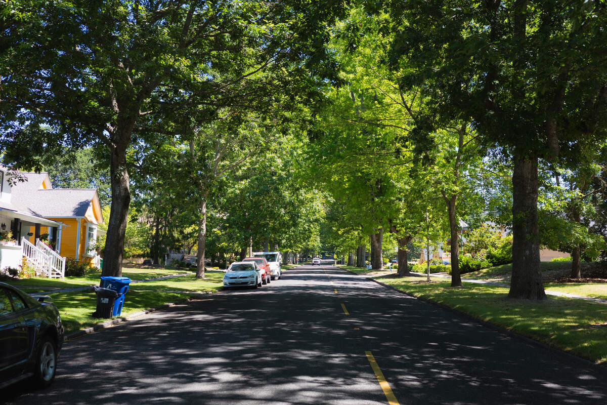 A look at the tree canopy that shades Legion Way Southeast just east of Eastside Street in Olympia on Thursday, July 9, 2026.